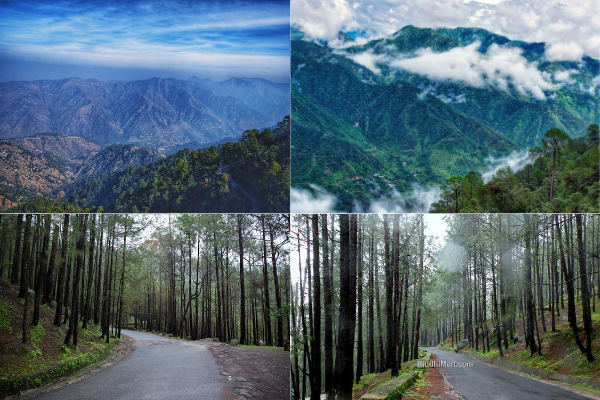 Peaceful hill station road surrounded by pine forests in Lansdowne, a serene 2 day road trip destination near Delhi for nature lovers.